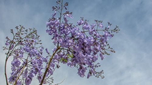 Medis, Gėlės, Violetinė, Pavasaris, Gamta, Kipras