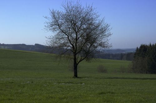 Medis, Pavasaris, Gamta, Laukas, Kraštovaizdis, Regėjimas