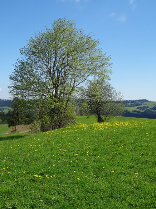 Medis, Pieva, Pavasaris, Kraštovaizdis, Lenkija, Poliana, Žalias, Gamta, Kalnai