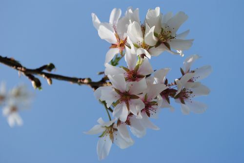Medis, Vyšnia, Filialas, Pavasaris, Gėlės