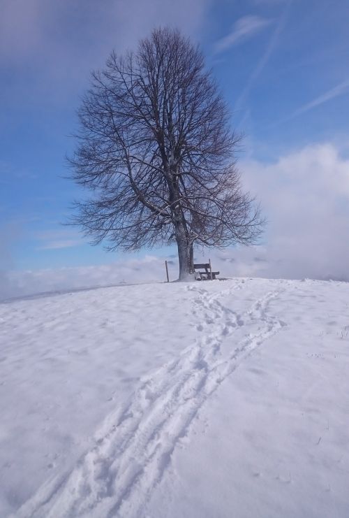 Medis, Sniegas, Žiema, Žiemą, Šaltas, Sušaldyta