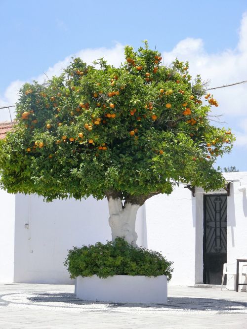 Medis, Apelsinai, Gamta, Citrusiniai, Vaisiai, Vaismedis, Vaisių Medžiai, Oranžinė