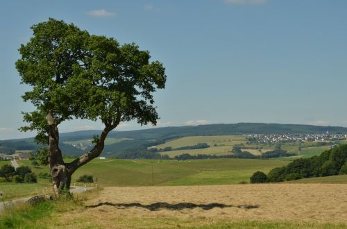 Medis, Kraštovaizdis, Gamta, Nepastovus, Žemdirbystė