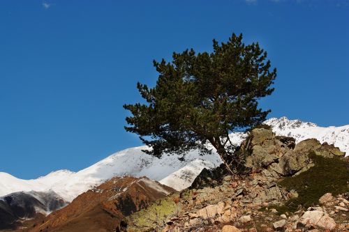 Medis, Kalnai, Elbrus, Gamta, Dangus, Kalnas, Akmenys, Mėlynas Dangus, Kraštovaizdis, Kelionė, Akmenys