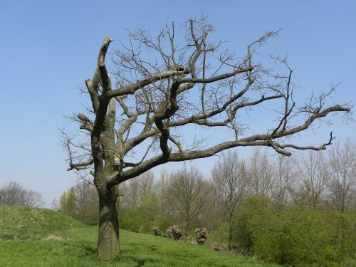 Medis, Gamta, Medžiai, Oras, Pavasaris