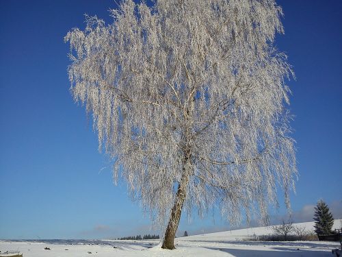 Medis, Žiema, Šaltis