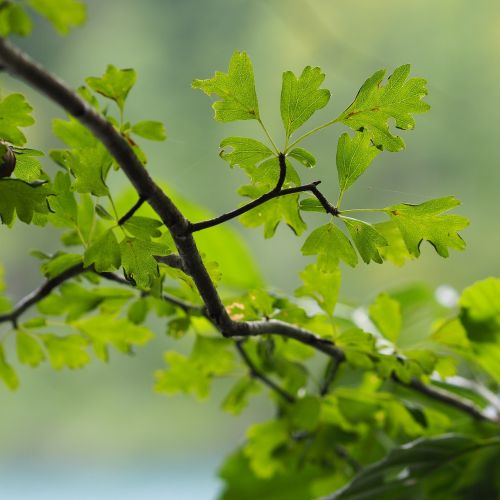 Medis, Žalias, Gamta, Lapai, Makro, Filialai, Lapai, Žalias Medis