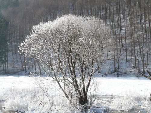 Medis, Auskaras, Sniegas, Atgal Šviesa, Gilus Sniegas, Žiemą