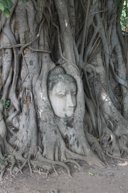 Medis, Buda, Tailandas