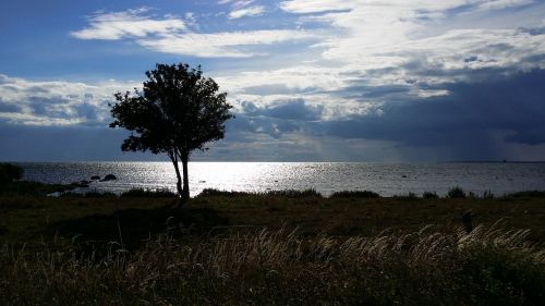 Medis, Apšvietimas, Gotland