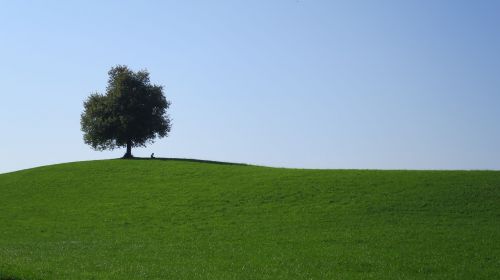 Medis, Kalnas, Šveicarija, Kraštovaizdis, Gamta, Žolė, Šalis, Kaimas