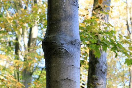 Medis, Miško Dvasią, Gamta, Žievė, Figūra