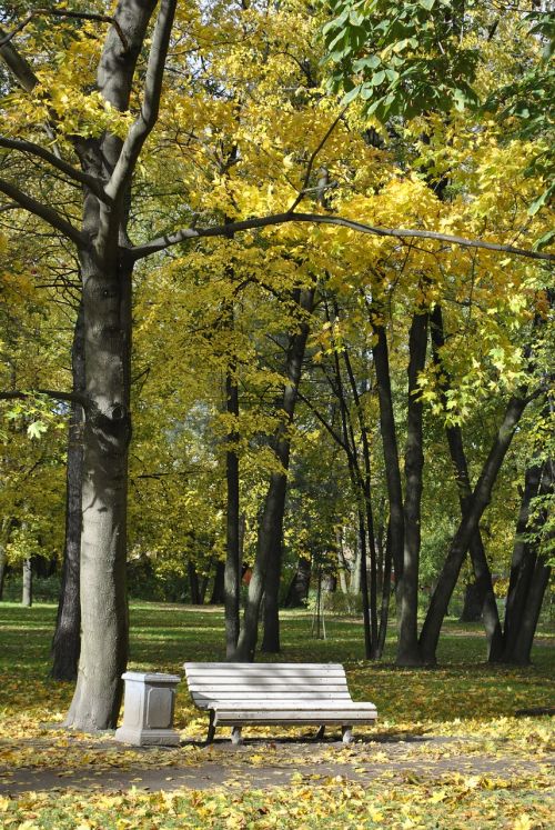 Medis, Parkas, Miškas, Gamta, Miesto Parkas, Petersbergas, Rusija