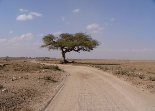 Medis, Toli, Afrika, Kraštovaizdis