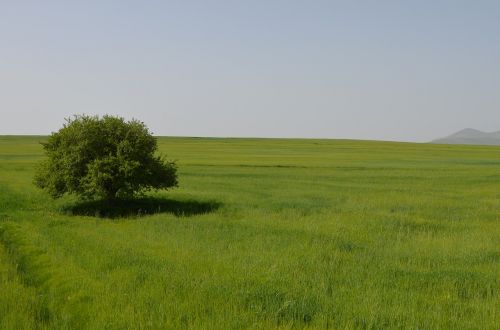 Medis, Gamta, Kraštovaizdis, Fonas