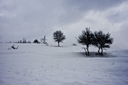 Medis, Sniegas, Žiema, Sniego Kraštovaizdis, Kraštovaizdis, Çaycuma