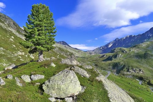 Medis, Praeiti, Alpių, Kalnai, Graubünden, Miško Siena, Svajonių Aplinka