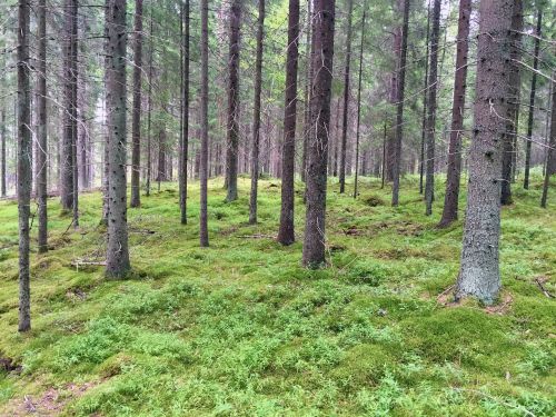 Medis, Miškas, Gamta, Suomių, Kraštovaizdis, Ruduo