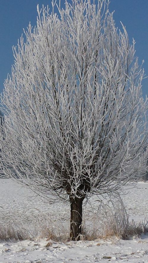 Medis, Auskaras, Žiemą