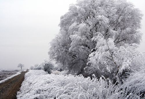 Medis, Sušaldyta, Žiema, Laukas, Alsace, France, Šaltas, Šaltis, Gamta