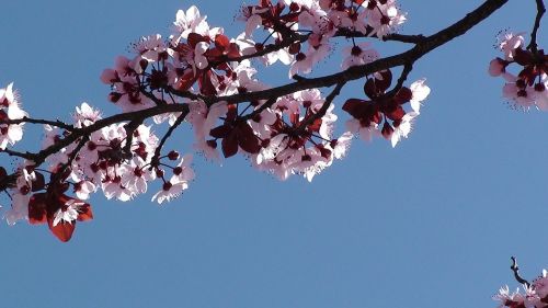 Medis, Pavasaris, Vyšnių Šakos