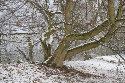Medis, Žiema, Hesse, Žiemos Medžiai, Žiemą, Snieguotas, Sniego Kraštovaizdis, Gamta