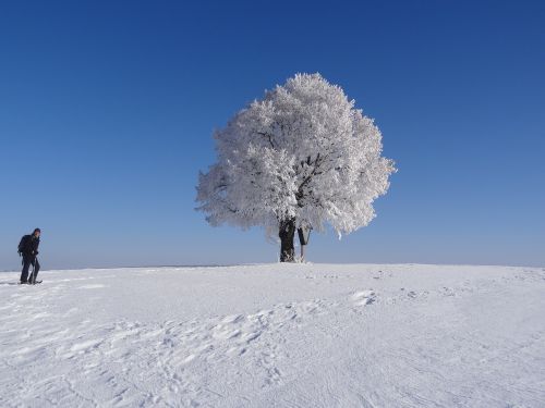 Medis, Prinokę, Žiema, Sniegas, Šaltas, Žiemą
