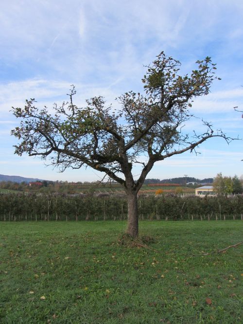 Medis, Miškas, Medžiai, Kraštovaizdis