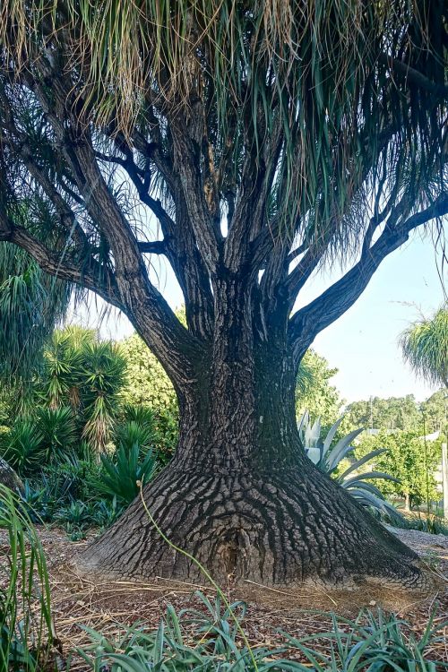Medis, Baobabas, Neįprastas, Madagaskaras, Bagažinė, Augalas, Gamta, Didelis