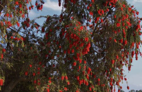 Medis, Raudona, Flora