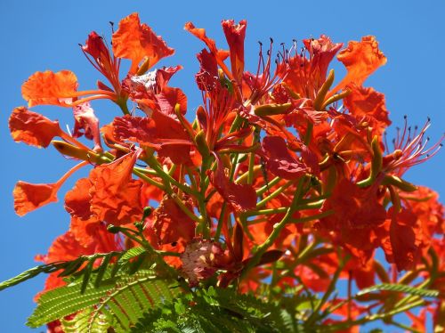 Medis, Gamta, Gėlės, Sodas, Pavasaris, Tropikai, Atogrąžų, Raudona, Parkas, Cairns, Australia