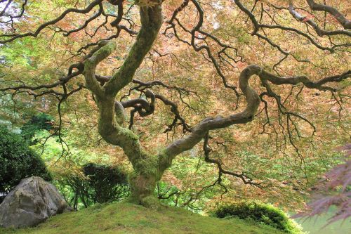 Medis, Japoniškas Sodas, Augalas, Portlandas