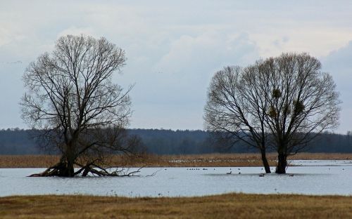 Medis, Upė, Vanduo, Kraštovaizdis, Griuvėsiai, Gamta, Turizmas