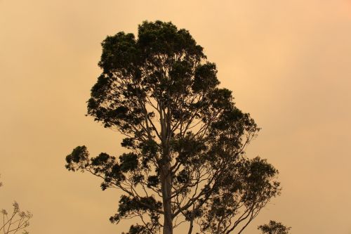 Medis, Bushfire, Dūmai, Debesuota, Aplinka, Saulė