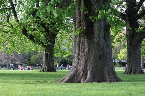 Medis, Parkas, Londonas