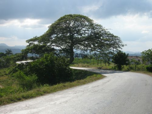 Medis, Kuba, Kraštovaizdis