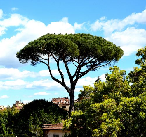 Medis, Didelis, Kraštovaizdis, Italy