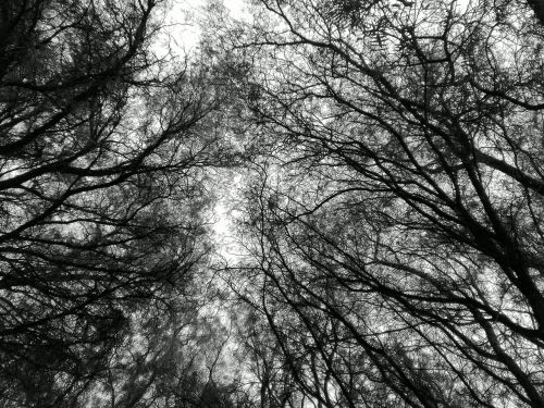 Medis, Juoda Ir Balta, Medžiai