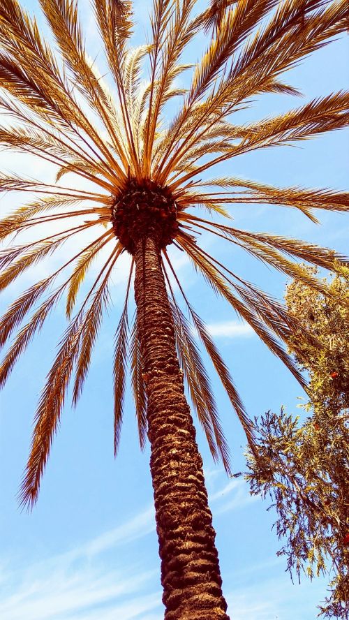 Medis, Delnas, San Diego, Kraštovaizdis, Flora