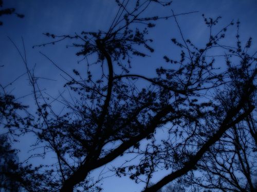 Medis, Naktį, Siluetas