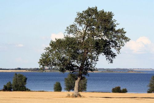 Medis, Mistinis, Haunting, Lolland, Kragenäs, Pietų Linksmas Archipelagas, Denmark, Baltijos Jūra