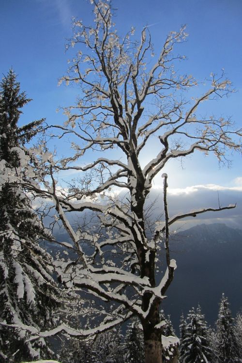 Medis, Žiema, Snieguotas, Kahl, Estetinis