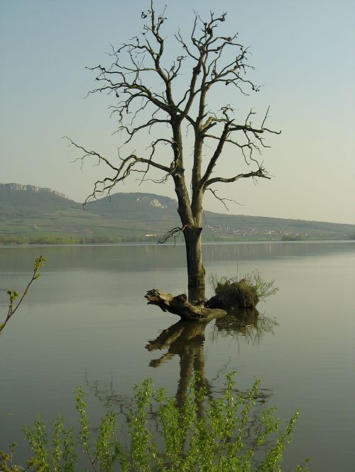 Medis, Ežeras, Gamta