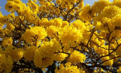 Medis, Lapacho Geltona, Geltonos Gėlės, Spalvinga