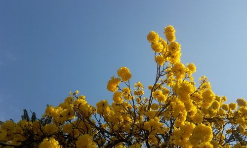 Medis, Lapacho Geltona, Gėlės, Rytoj