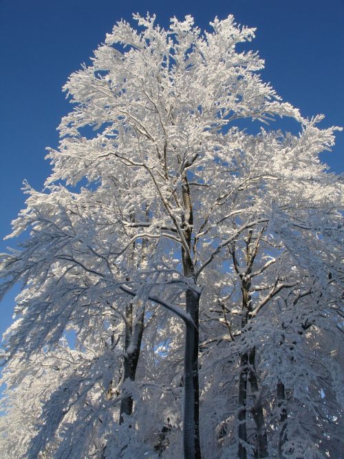 Medis, Sniegas, Balta, Snieguotas, Žiema