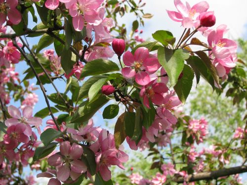 Medis, Rožinės Gėlės, Sakura, Vasara, Spalvinga, Lapai, Iš Arti, Žali Lapai