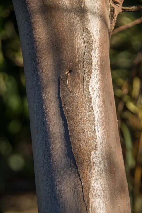 Medis, Bagažinė, Lygus, Glisten, Tekstūra, Australia