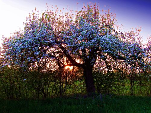 Medis, Pavasaris, Gamta, Balta, Gėlės, Žydintis Medis, Sprigas, Žalias, Žydėjimas, Kraštovaizdis, Žydintis Medis