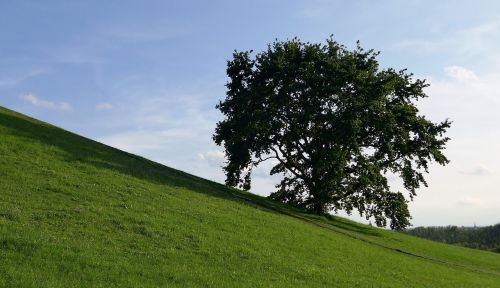 Medis, Kalnas, Nuolydis, Pieva, Žalias, Dangus, Kraštovaizdis